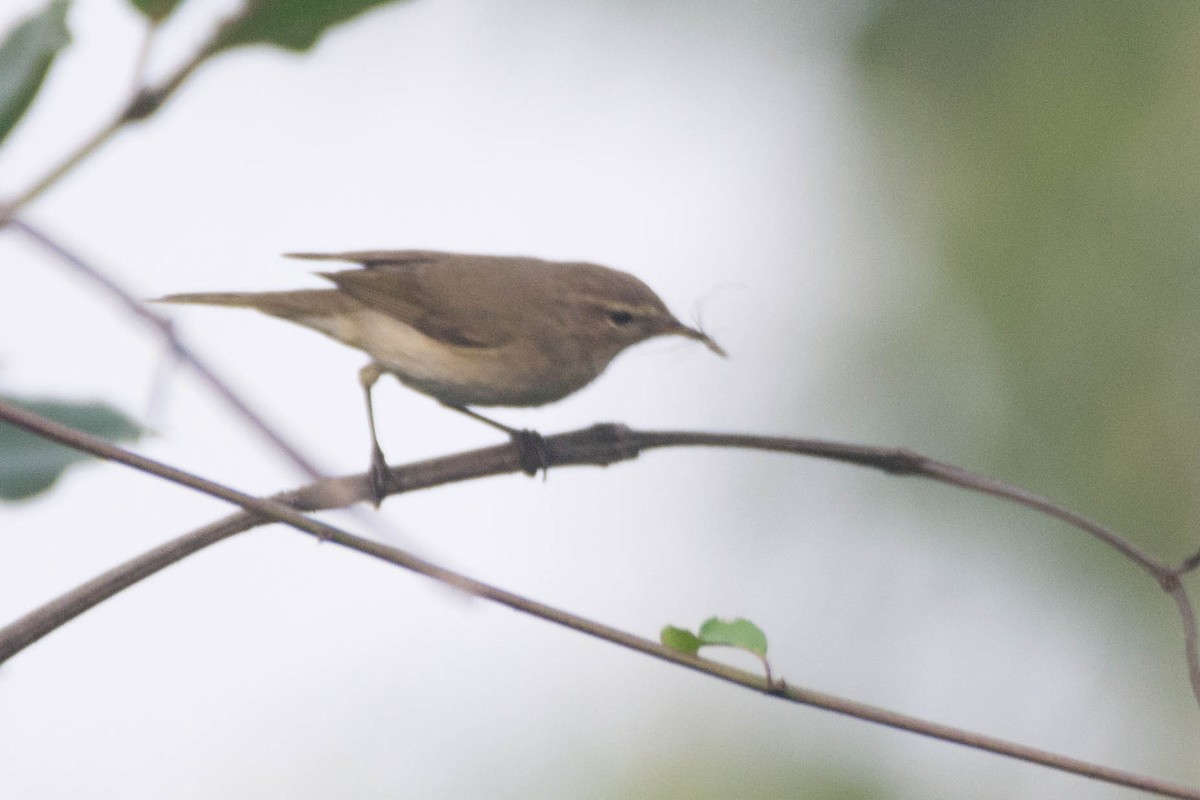 Пеночка-теньковка - ML645876159