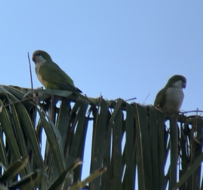 Попугай-монах - ML645876160