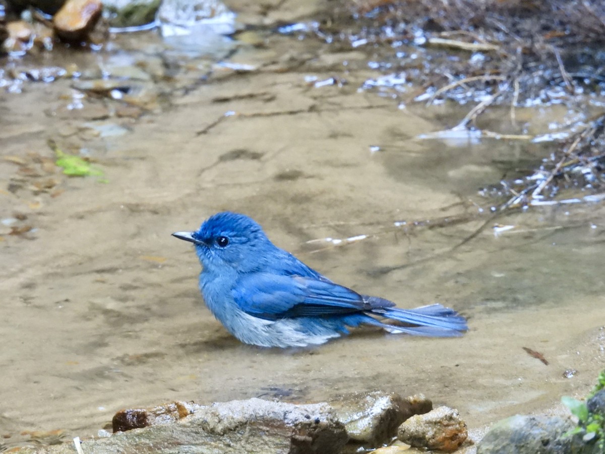 Pale Blue Flycatcher - ML645876163
