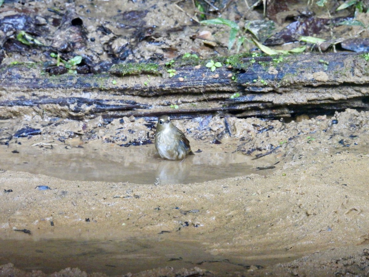 Lesser Shortwing - ML645876170