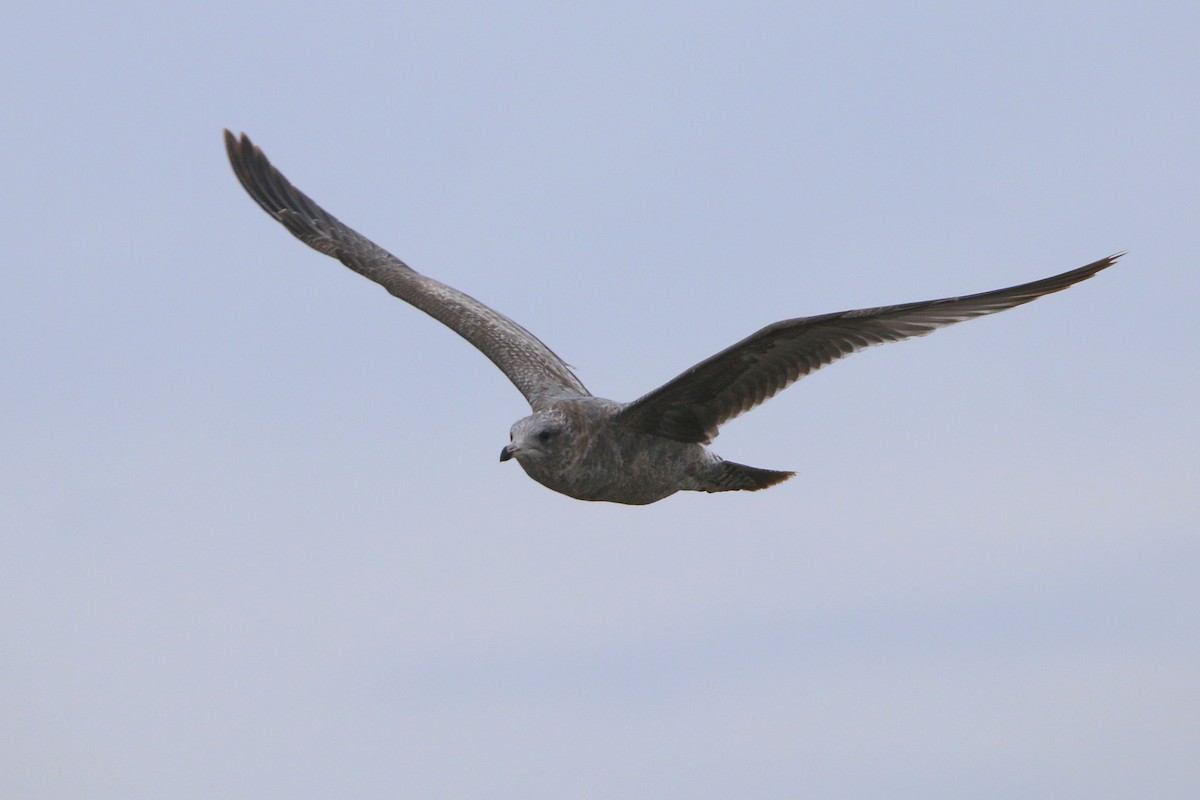 California Gull - ML645876174