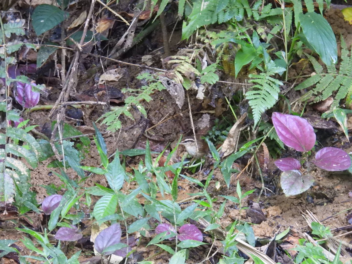 Asian Stubtail - ML645876192