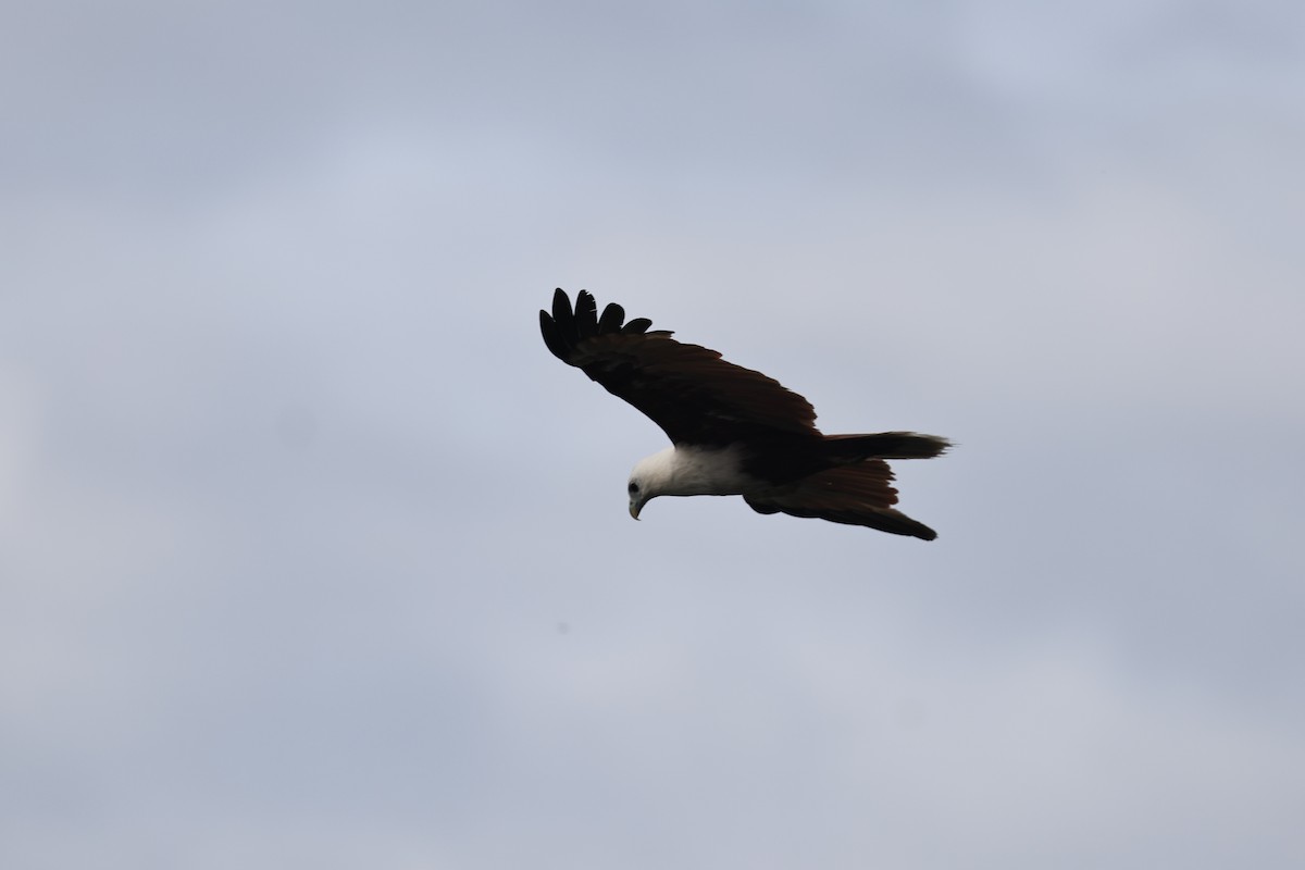 Brahminy Kite - ML645876210