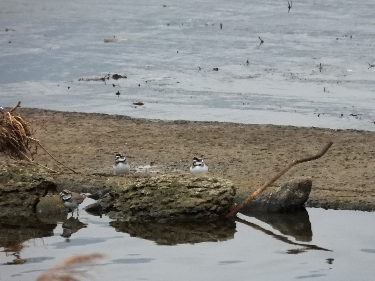 Long-billed Plover - ML645876220