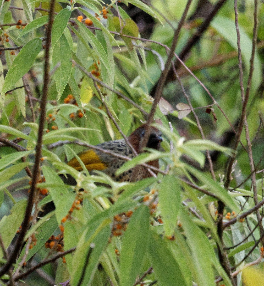 assamlattertrost - ML645876229