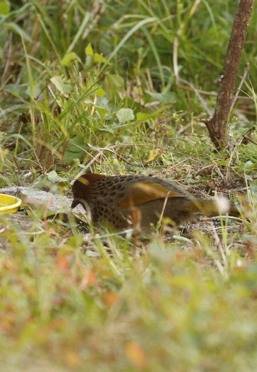 assamlattertrost - ML645876230