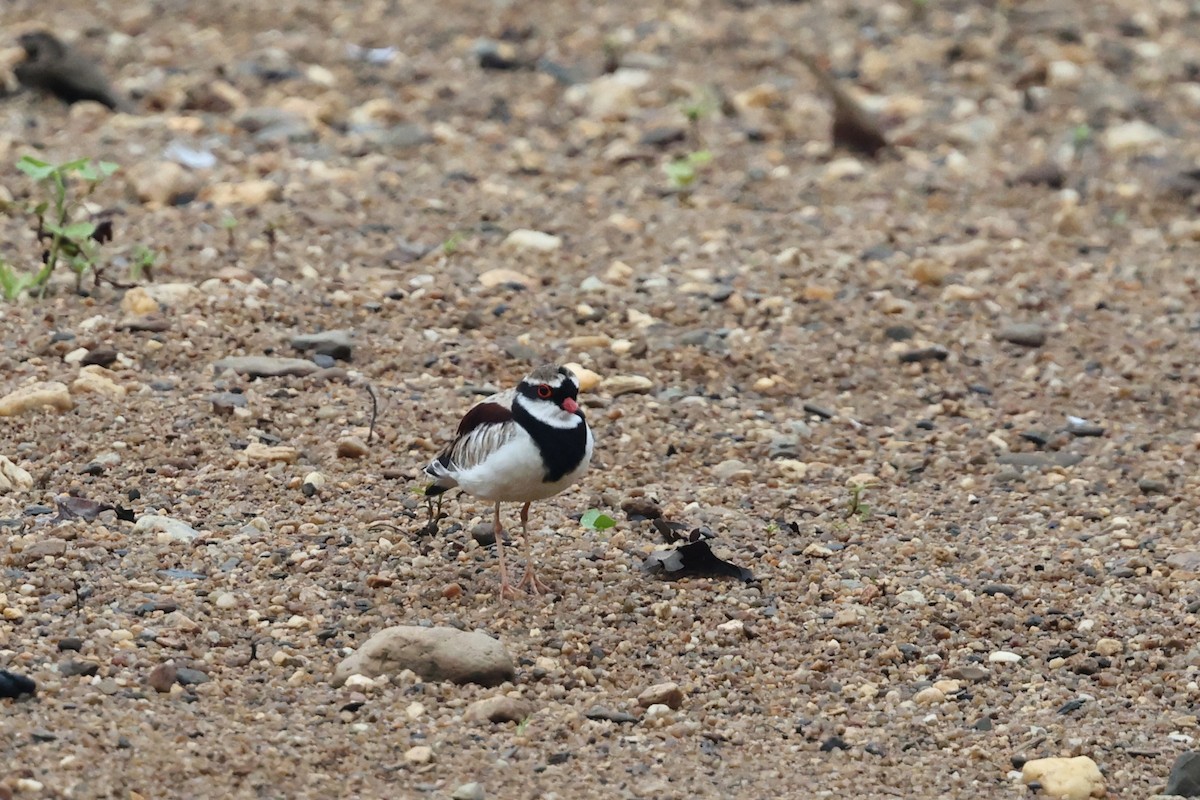 Black-fronted Dotterel - ML645876232