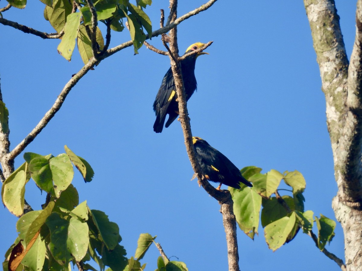 Golden-crested Myna - ML645876235