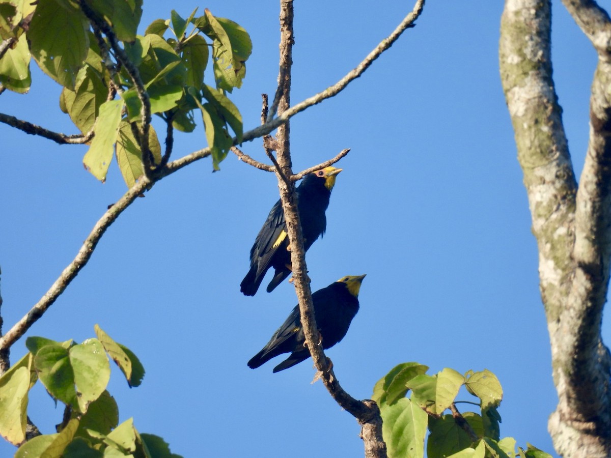 Golden-crested Myna - ML645876237