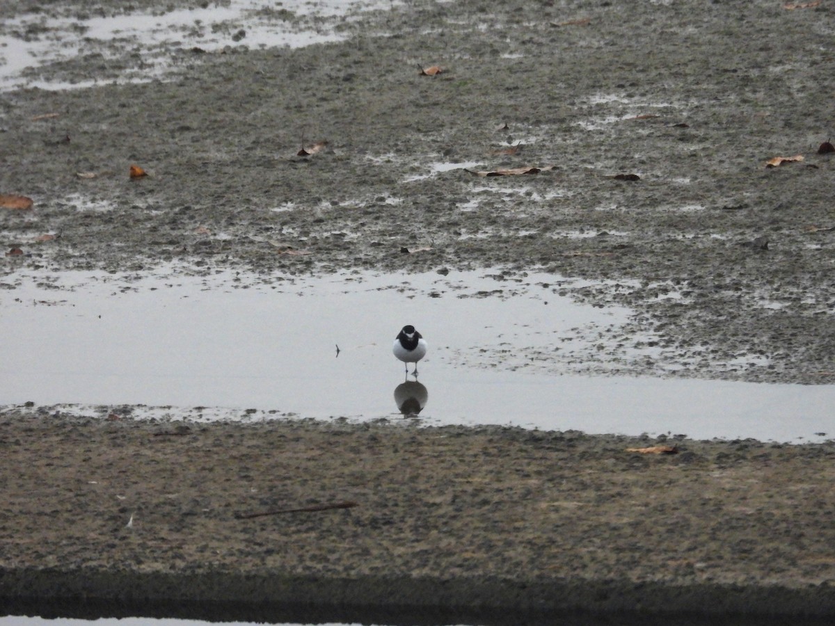 Japanese Wagtail - ML645876238