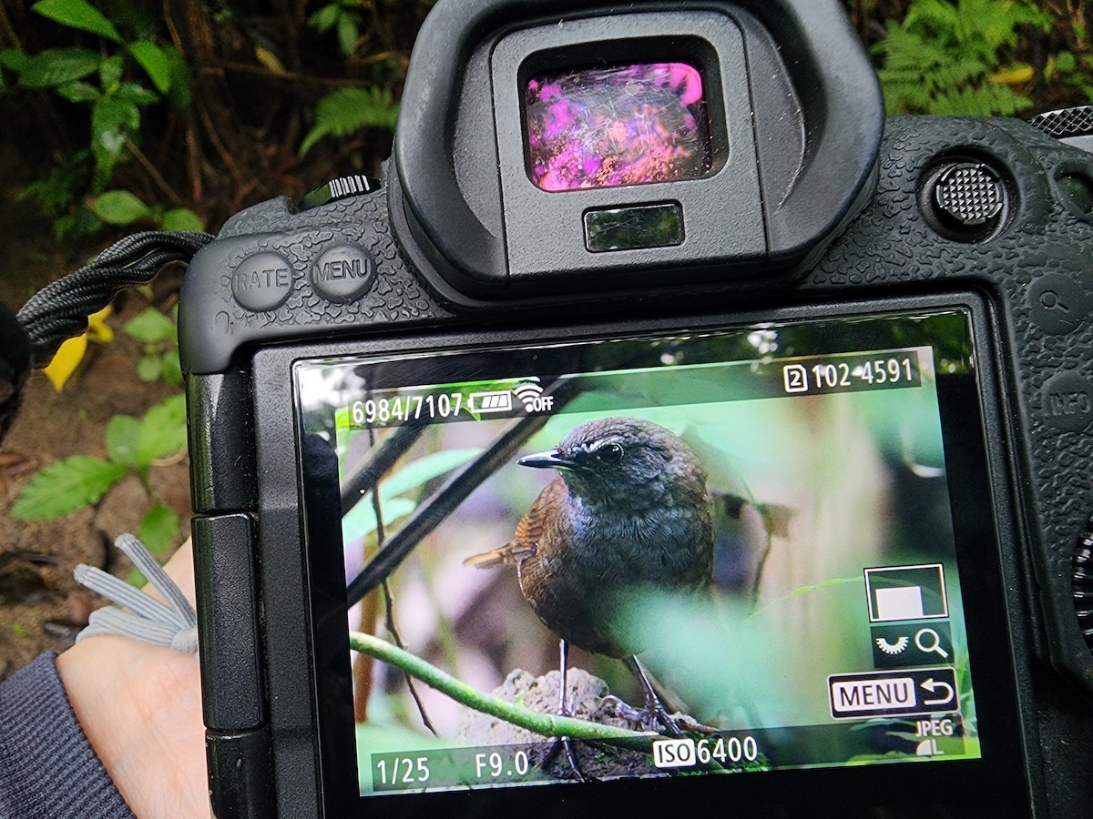 Long-tailed Bush Warbler - ML645876239