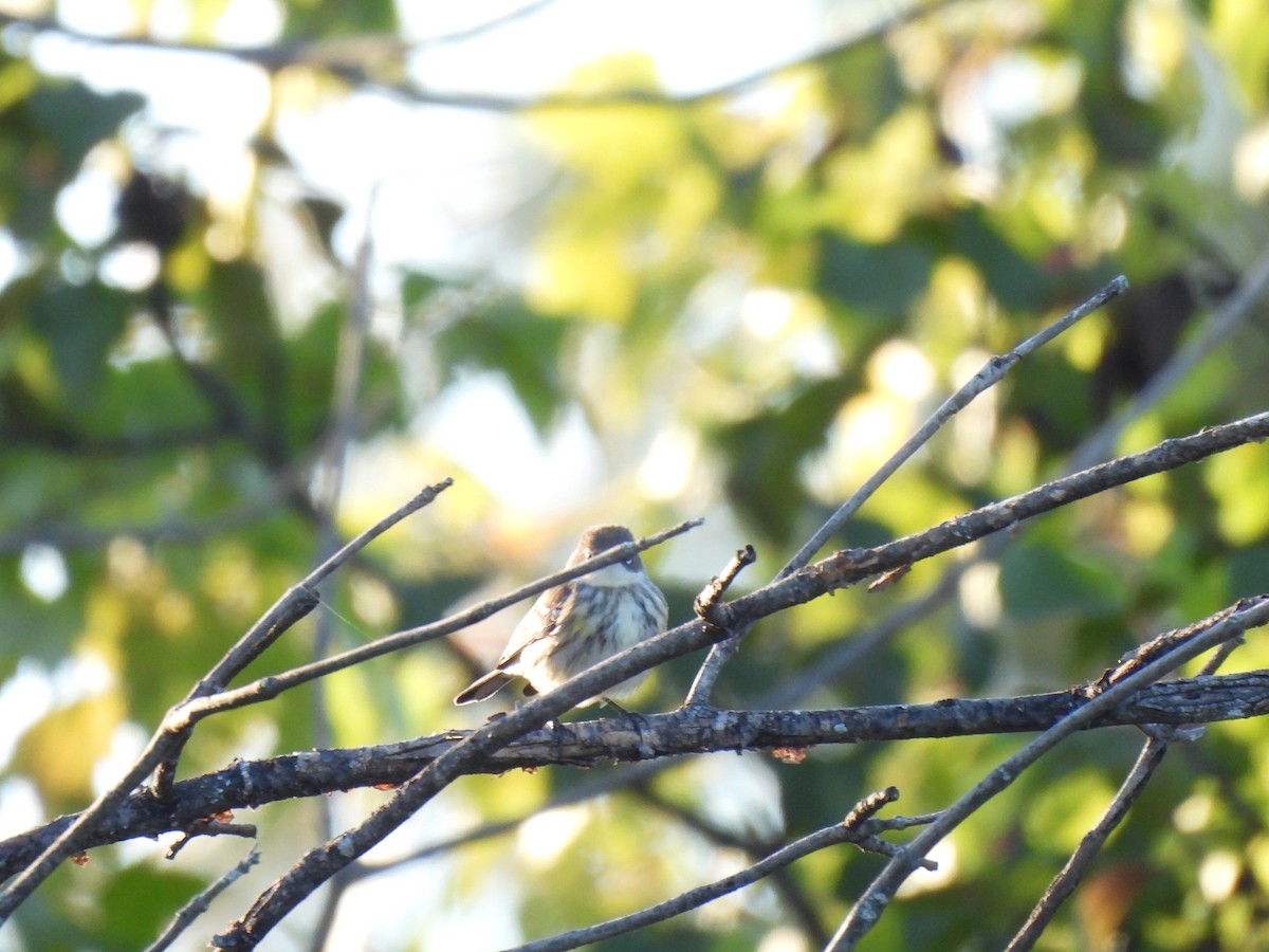 キヅタアメリカムシクイ - ML645876245