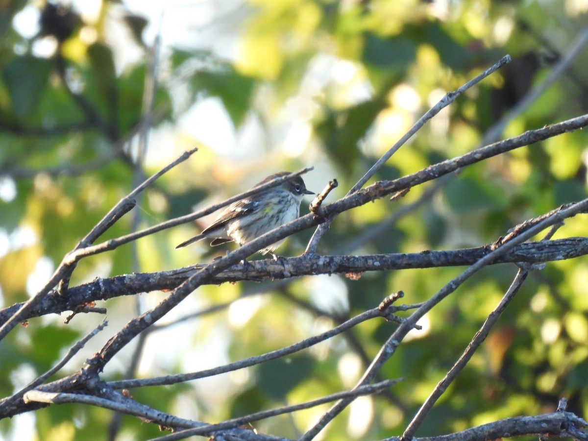 キヅタアメリカムシクイ - ML645876246