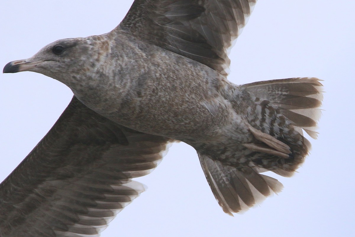 California Gull - ML645876247