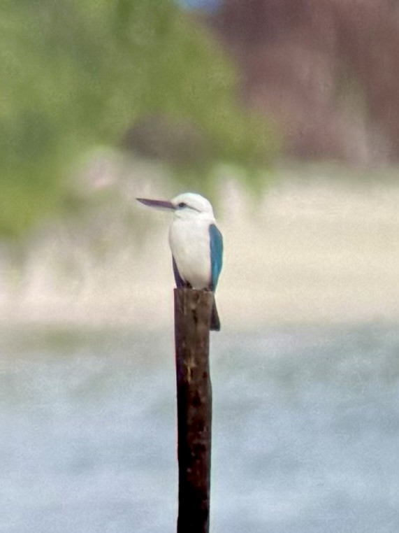 Kumsal Yalıçapkını (saurophagus) - ML645876250