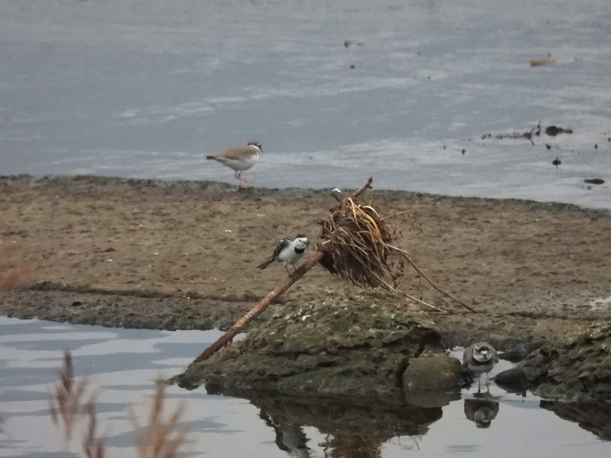Long-billed Plover - ML645876251