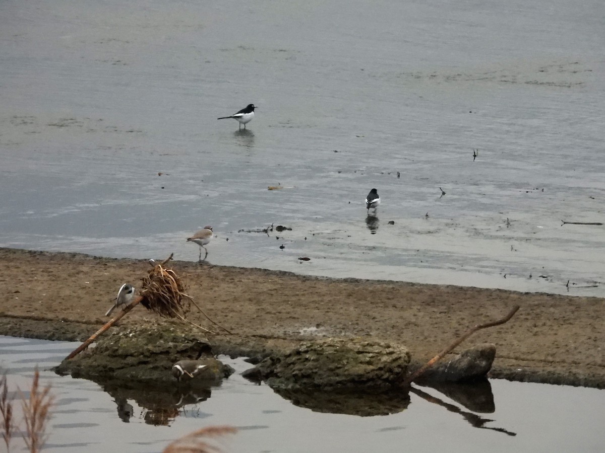 Long-billed Plover - ML645876252