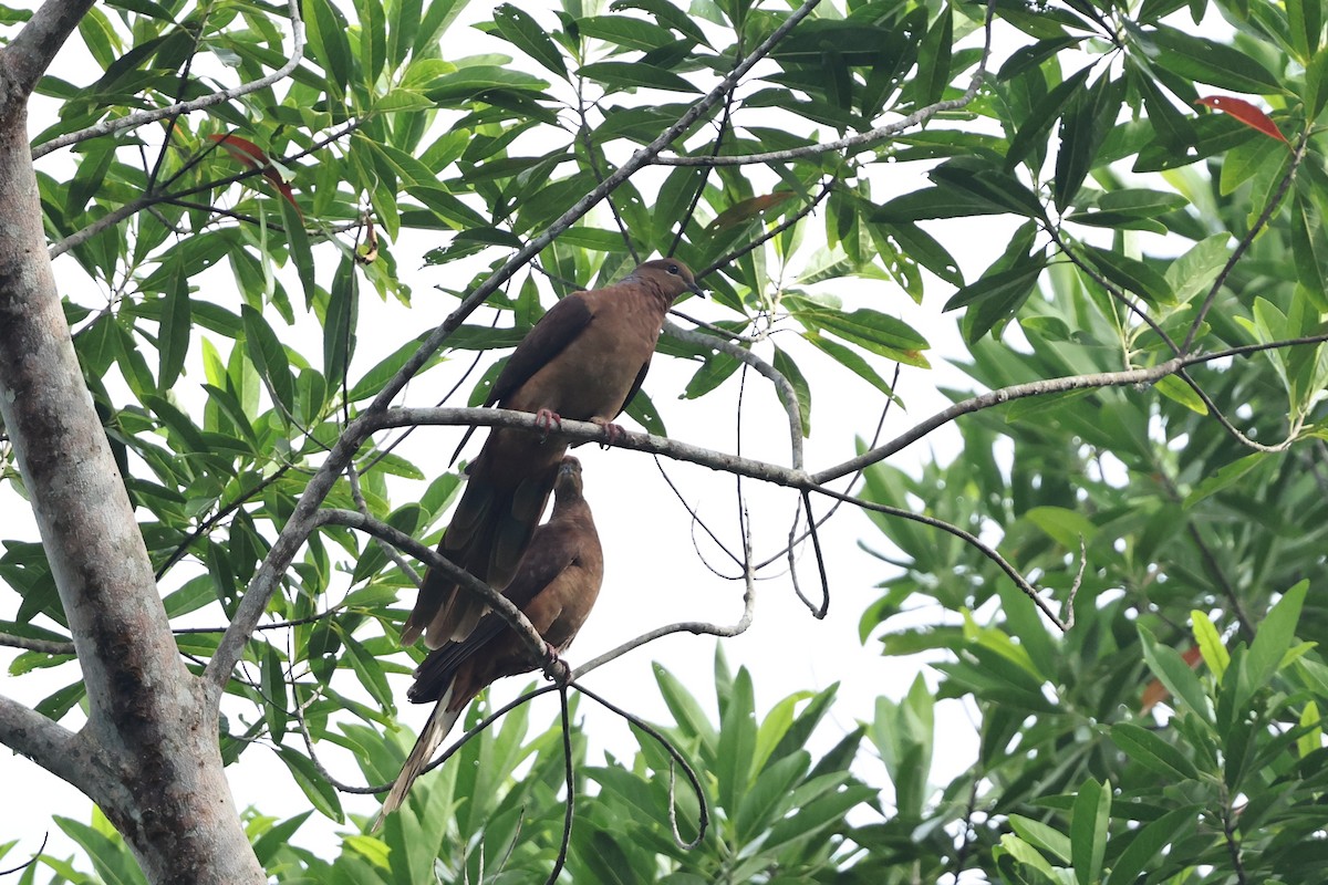 Brown Cuckoo-Dove - ML645876253