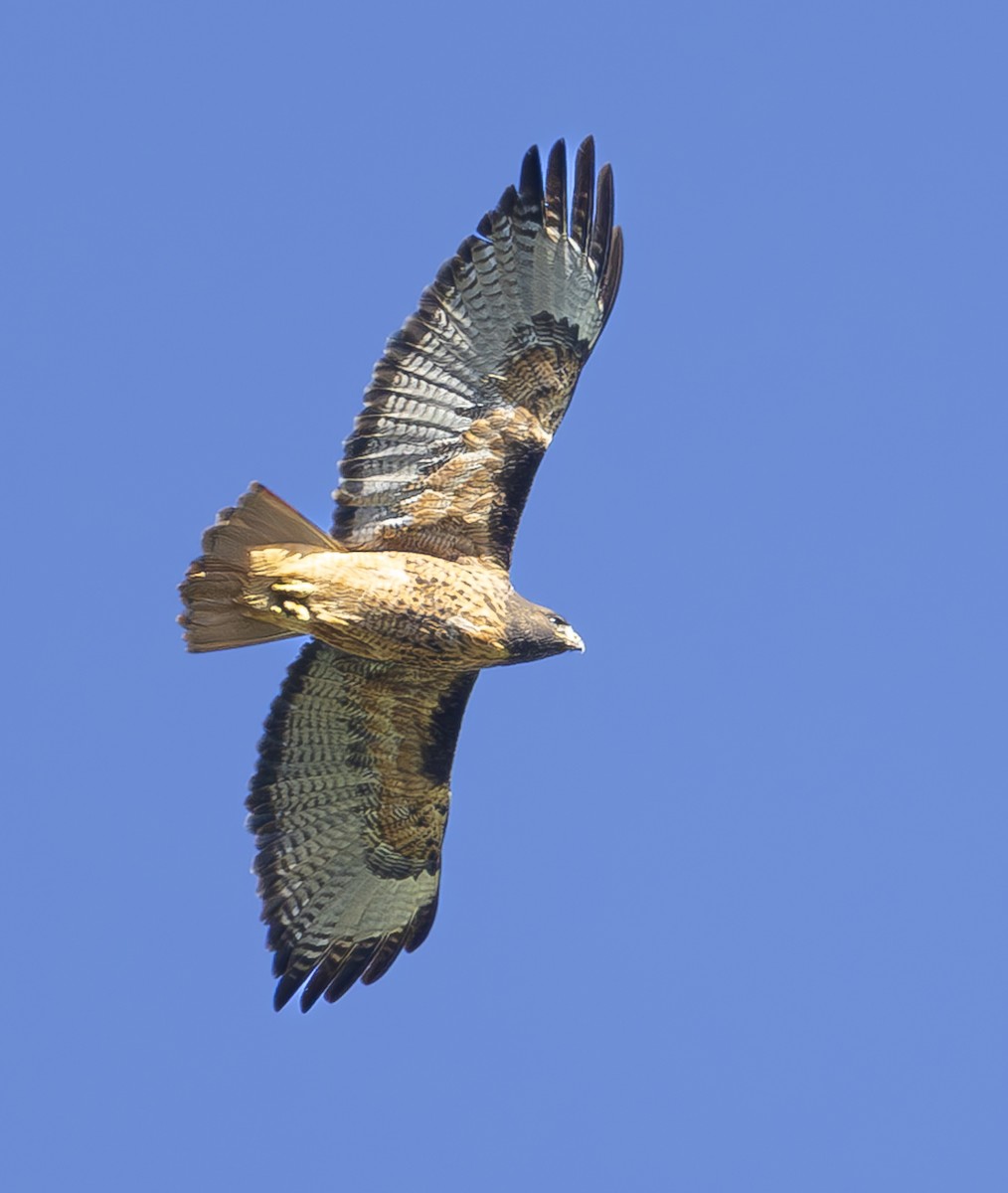 rødstjertvåk - ML645876259