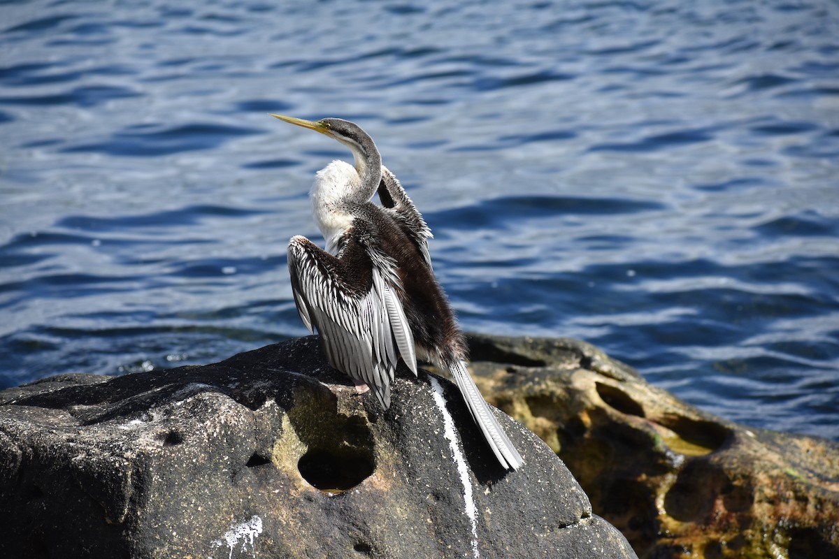 australslangehals - ML645876261