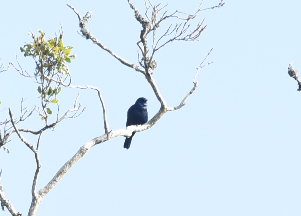 fjellskogstær - ML645876262