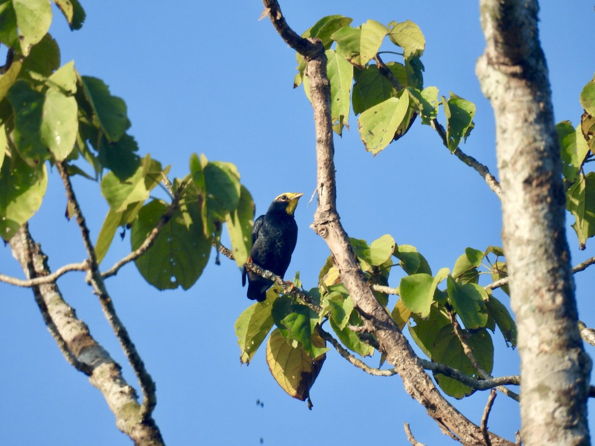 gulhodestær - ML645876263