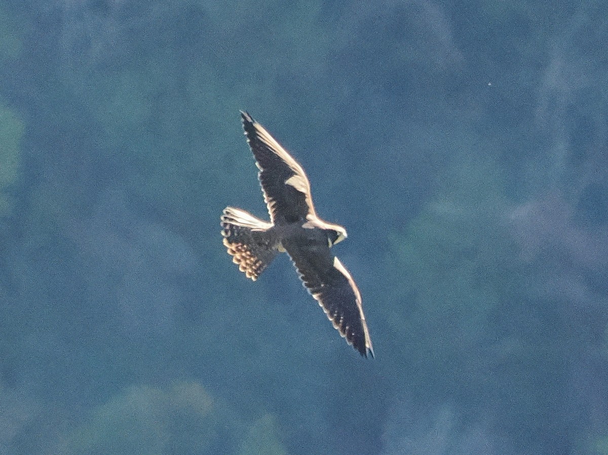 vandrefalk - ML645876264