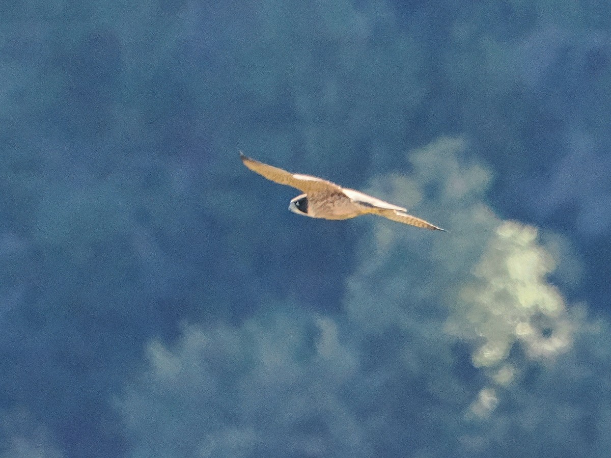 vandrefalk - ML645876266