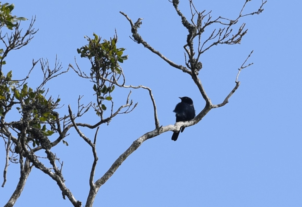 fjellskogstær - ML645876270