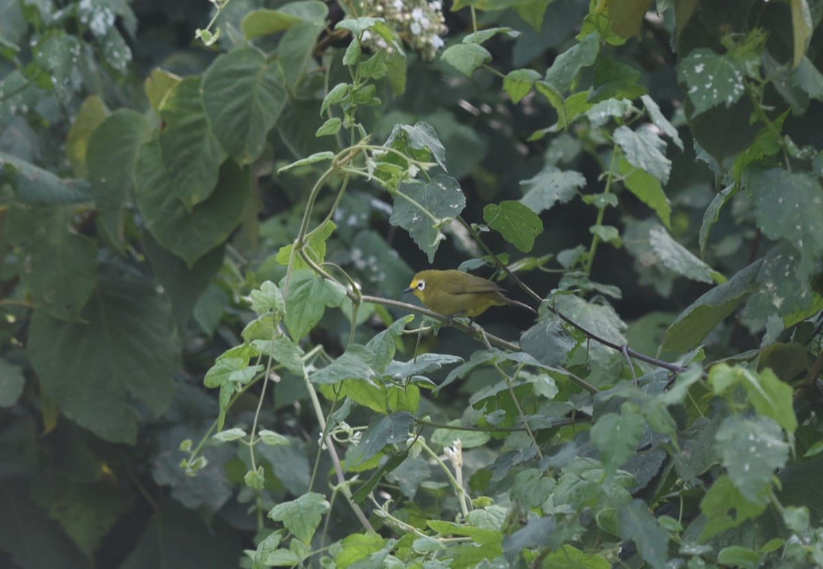 kikuyubrillefugl - ML645876273