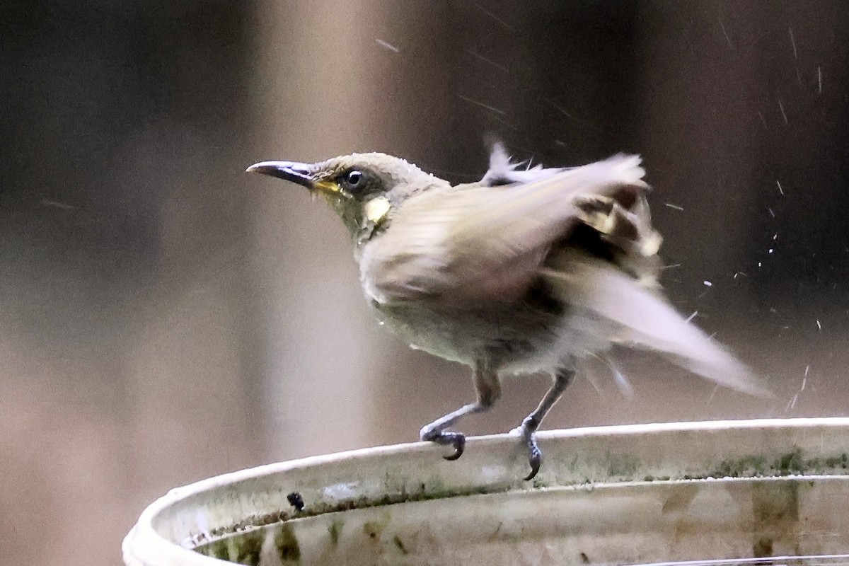 grovnebbhonningeter - ML645876275