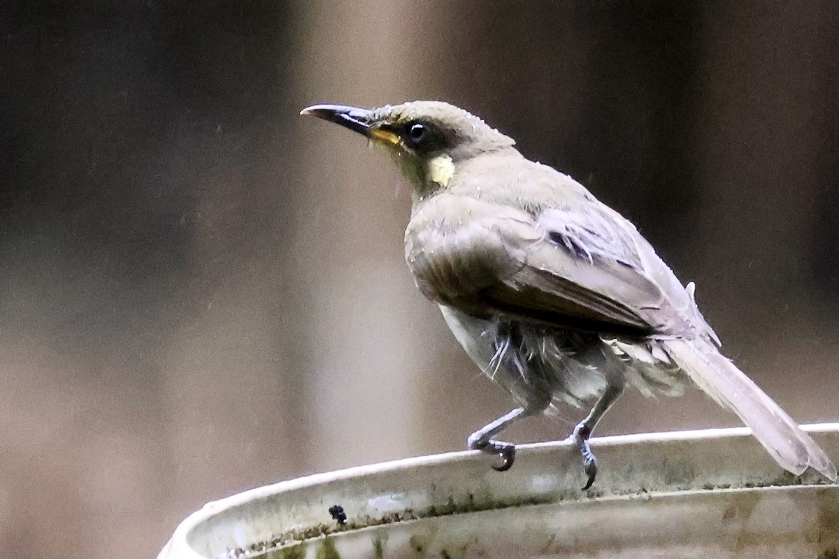 grovnebbhonningeter - ML645876276