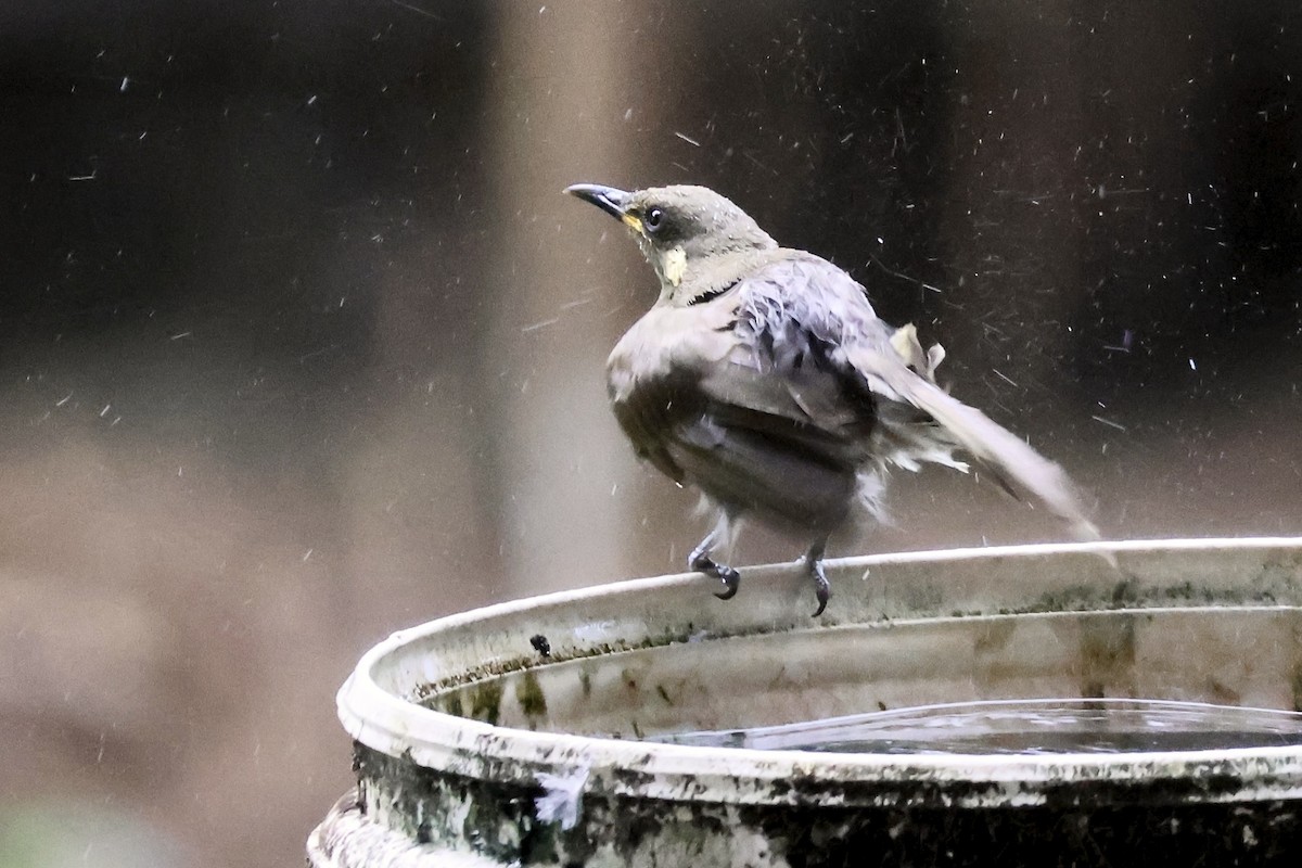 grovnebbhonningeter - ML645876277