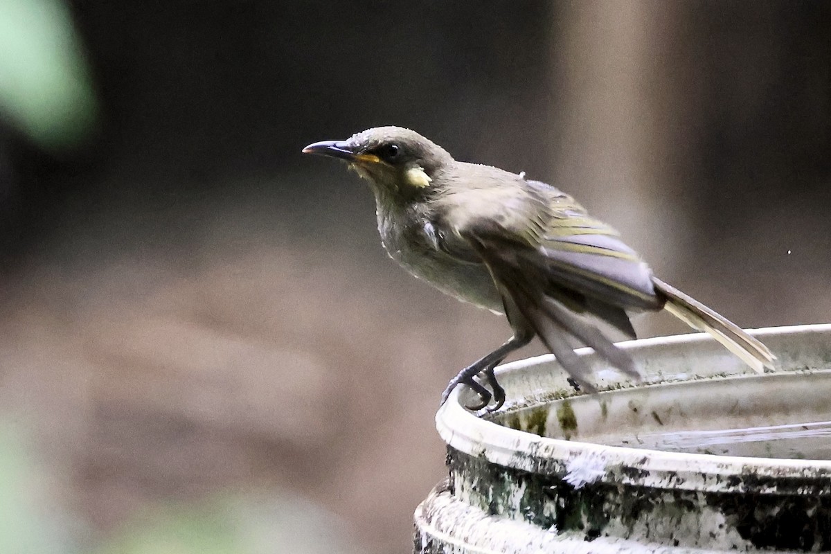 grovnebbhonningeter - ML645876278