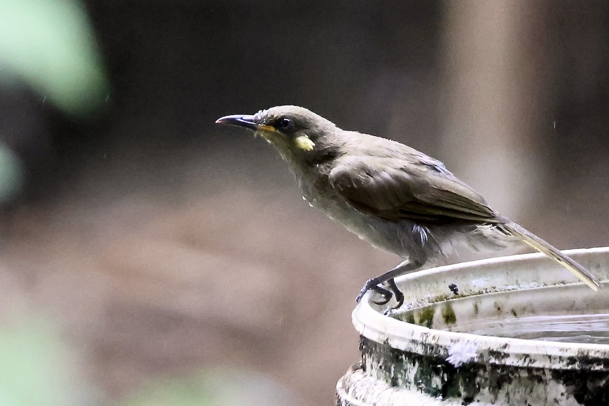 grovnebbhonningeter - ML645876279