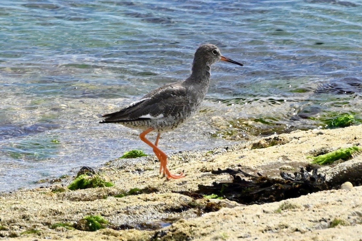 rødstilk - ML645876280