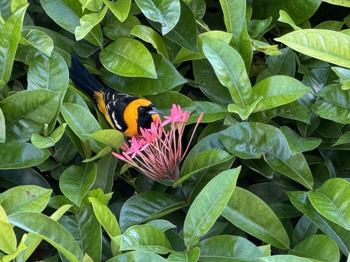 palmetrupial - ML645876281