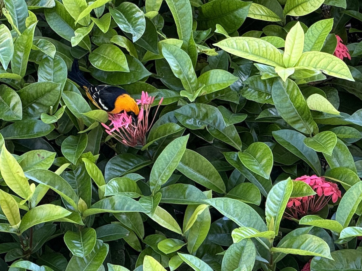 palmetrupial - ML645876282