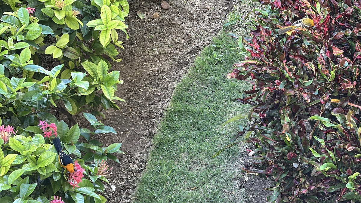 palmetrupial - ML645876283