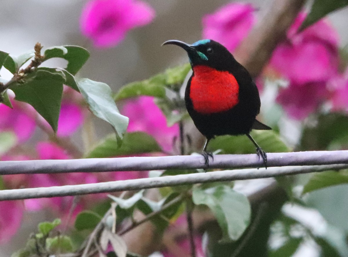 skarlagenbrystsolfugl - ML645876284