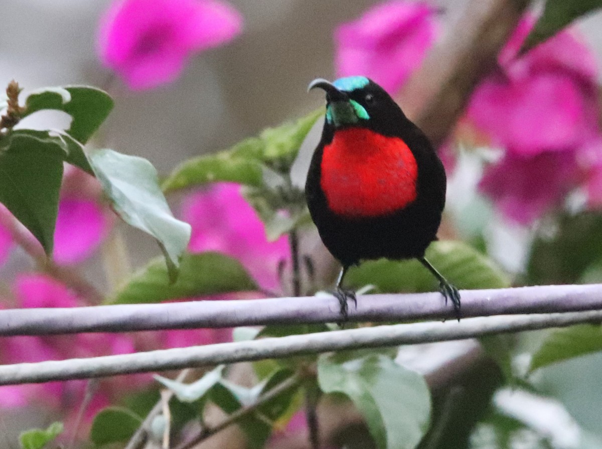 skarlagenbrystsolfugl - ML645876285