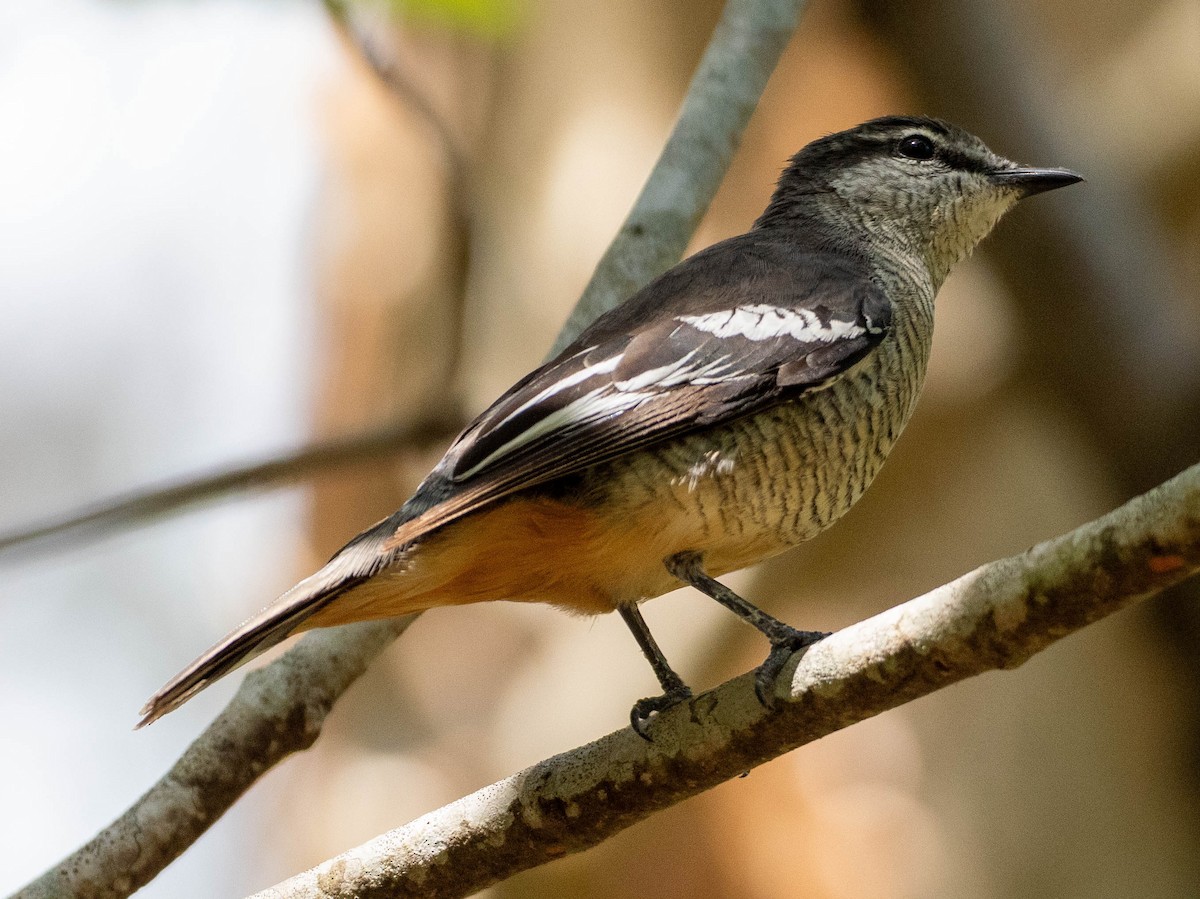 hvitbryntrillefugl - ML645876286