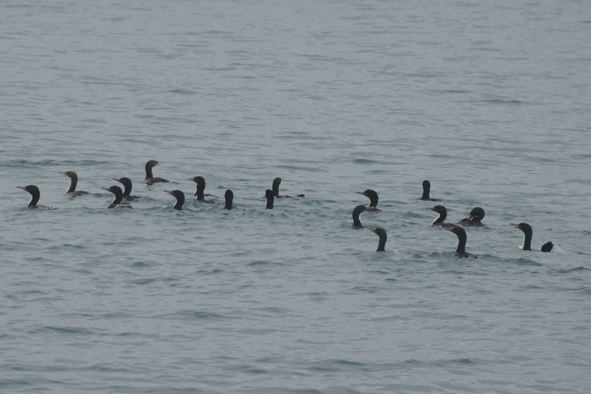 vorteskarv - ML645876287