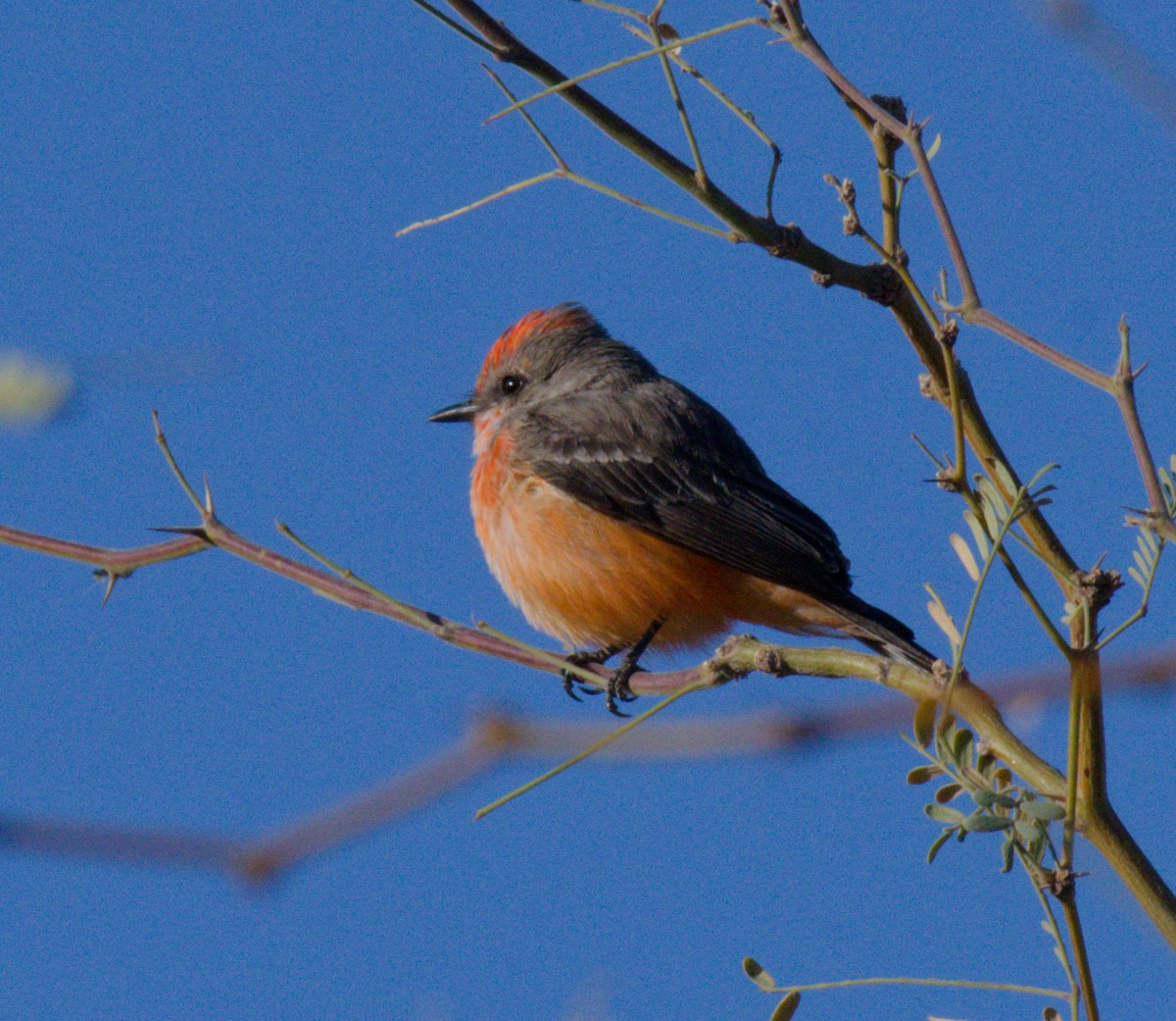 rubintyrann - ML645876288