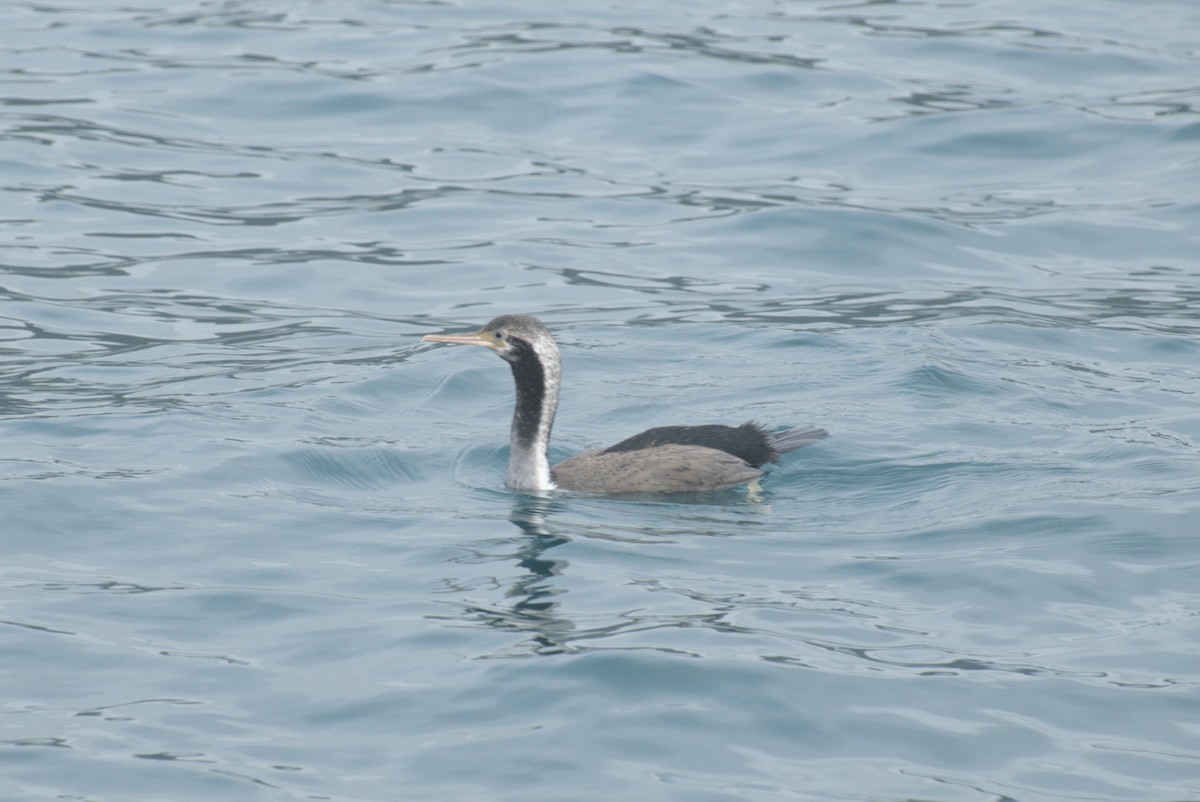 hvithalsflekkskarv - ML645876289