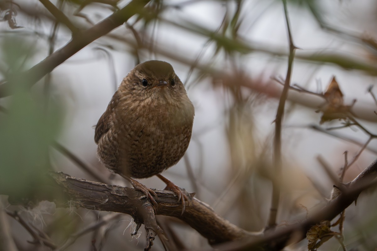 vintersmett - ML645876290