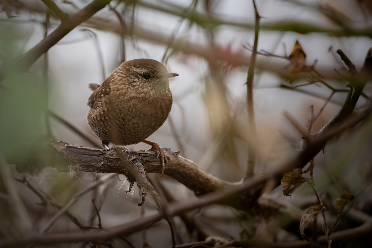 vintersmett - ML645876291