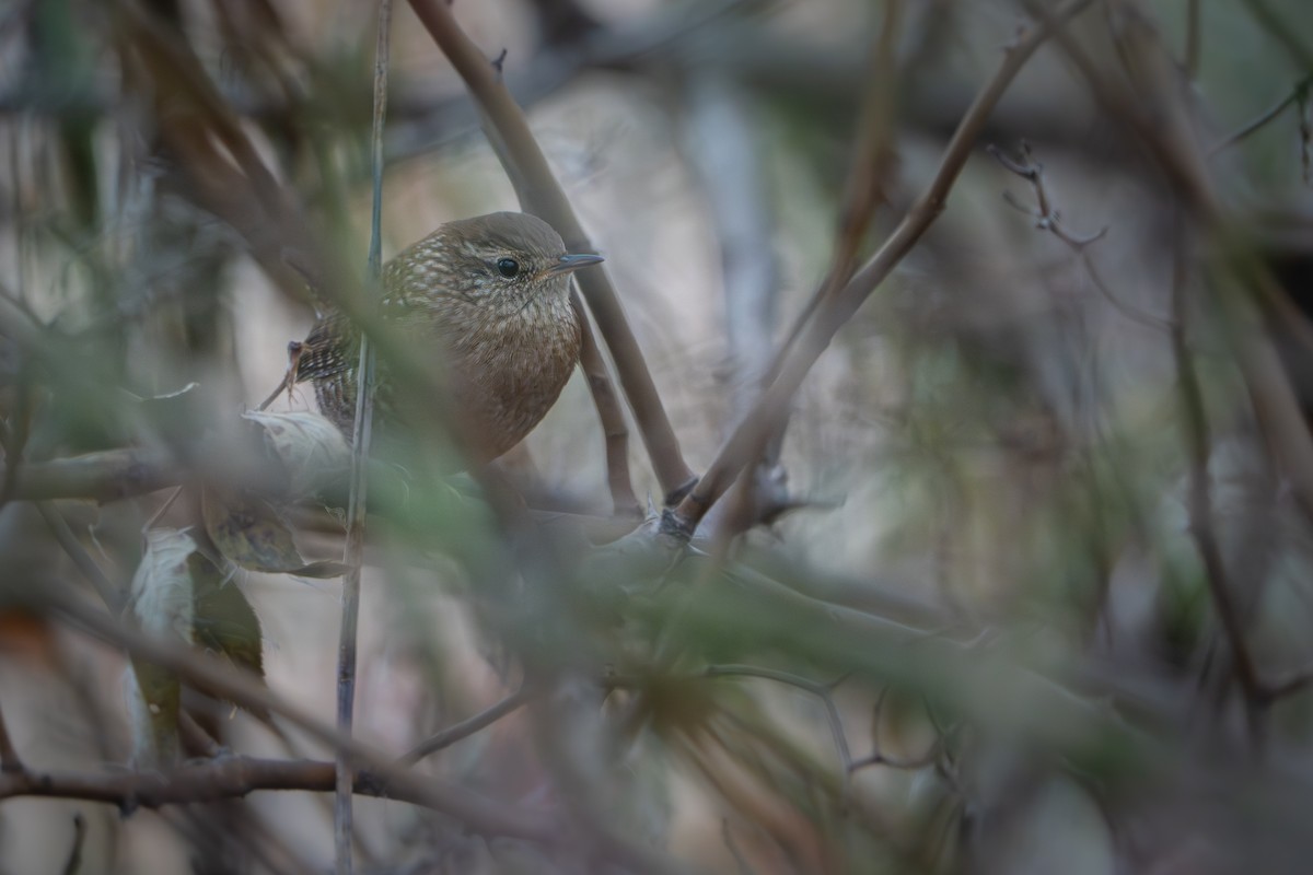 vintersmett - ML645876292