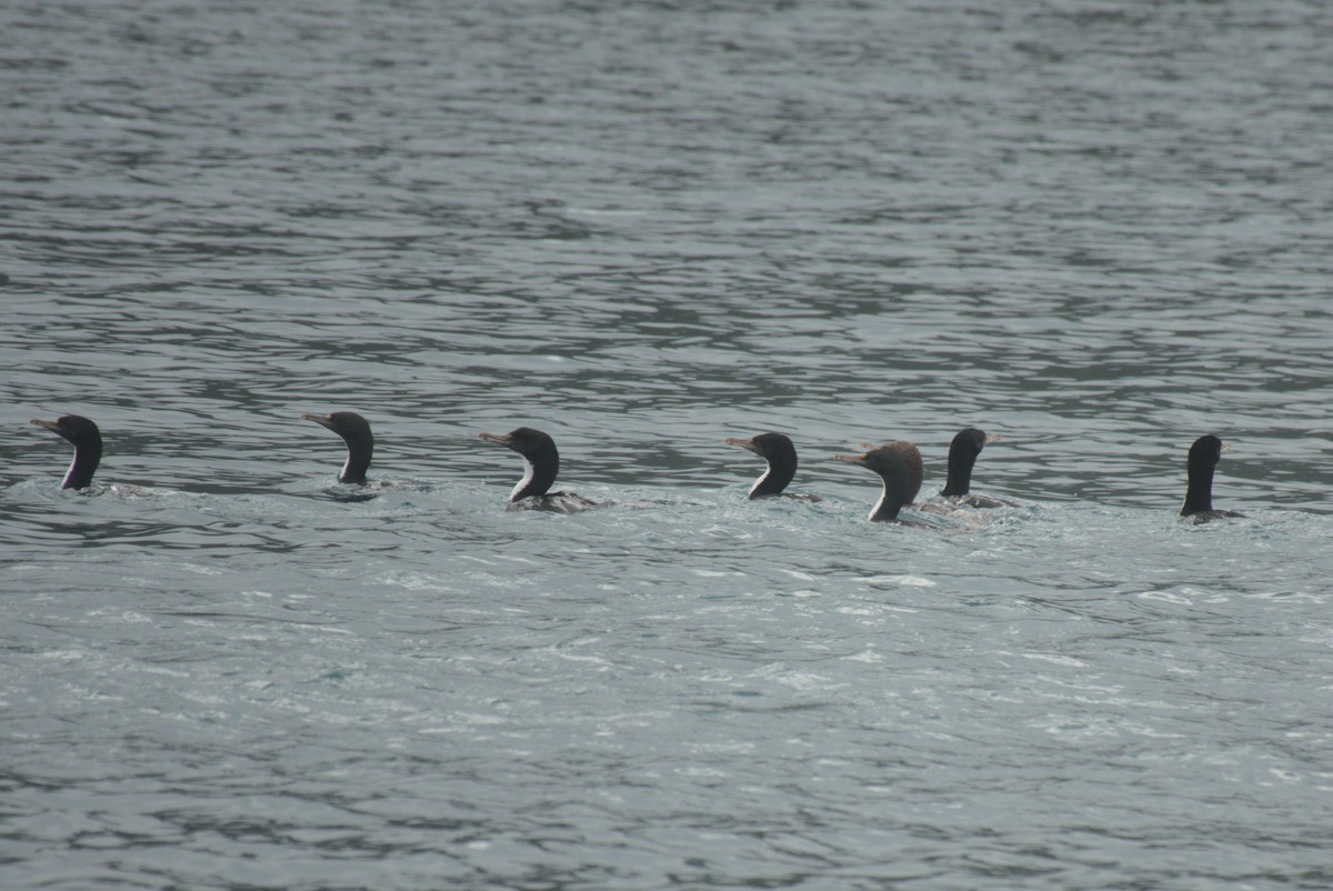 vorteskarv - ML645876293