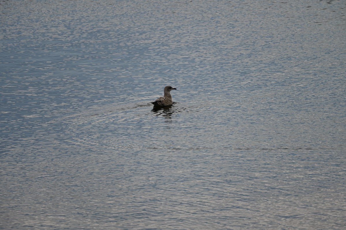 gråmåke - ML645876297